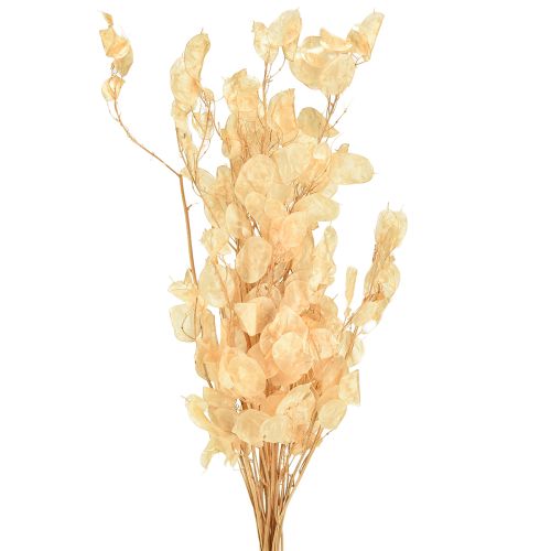 Lunaria Champagne de folha prateada seca 65-70cm 20g