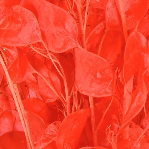 Itens Folha de prata seca Lunaria vermelha 65-70cm 20g