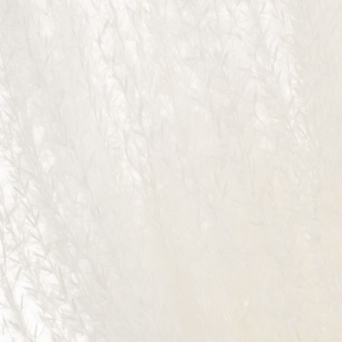 Itens Flores secas, capim prateado. Decoração natural elegante para casa e escritório. 70 cm, 10 peças.