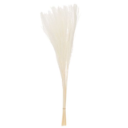 Itens Flores secas, capim prateado. Decoração natural elegante para casa e escritório. 70 cm, 10 peças.