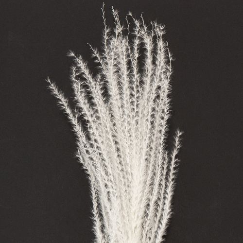 Itens Flores secas, capim prateado. Decoração natural elegante para casa e escritório. 70 cm, 10 peças.