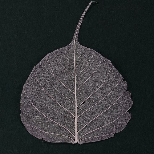 Itens Folhas esqueléticas Bodhi folhas esqueletizadas roxas 5-15 cm 200 unidades