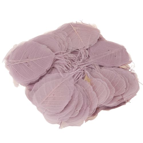 Itens Folhas esqueléticas Bodhi folhas esqueletizadas roxas 5-15 cm 200 unidades