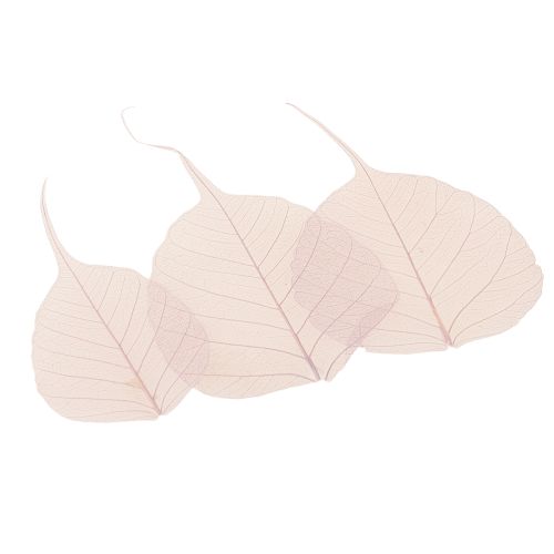 Itens Folhas esqueléticas Bodhi folhas esqueletizadas roxas 5-15 cm 200 unidades