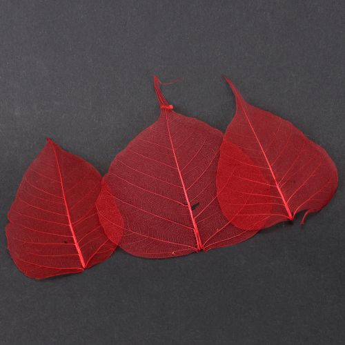 Folhas esqueléticas Bodhi folhas esqueletizadas vermelhas 5-15cm 200 peças