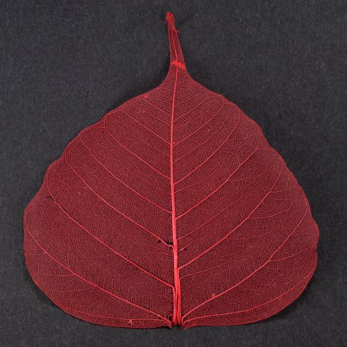 Itens Folhas esqueléticas Bodhi folhas esqueletizadas vermelhas 5-15cm 200 peças