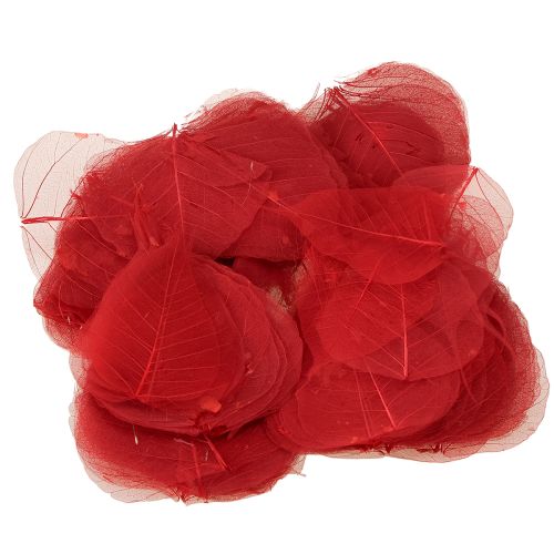 Itens Folhas esqueléticas Bodhi folhas esqueletizadas vermelhas 5-15cm 200 peças