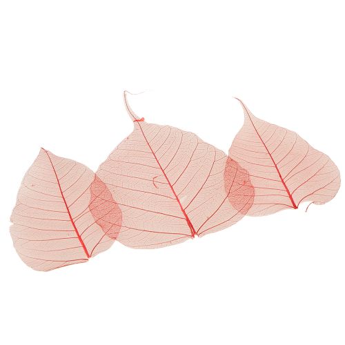 Itens Folhas esqueléticas Bodhi folhas esqueletizadas vermelhas 5-15cm 200 peças