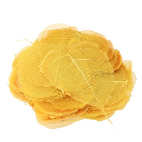 Itens Folhas de esqueleto, folhas de figueira-choupo, amarelas, 5-15 cm, 200 peças