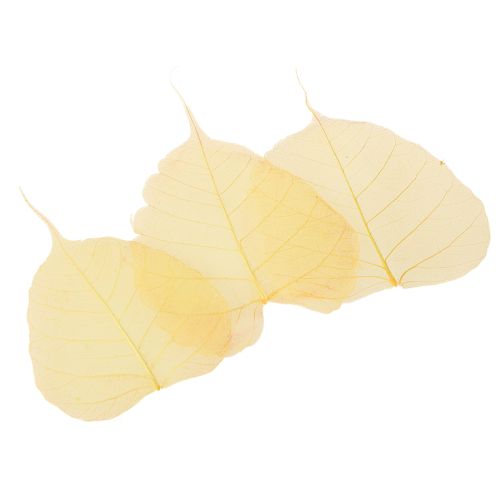 Itens Folhas de esqueleto, folhas de figueira-choupo, amarelas, 5-15 cm, 200 peças
