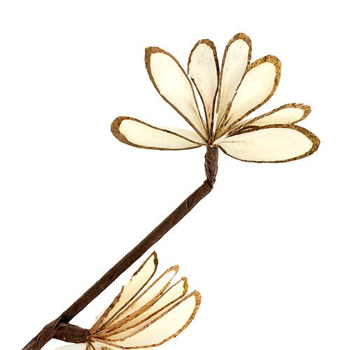 Floristik24 Sola Chips Sunny Stick Marrom, Branco 6 unid.