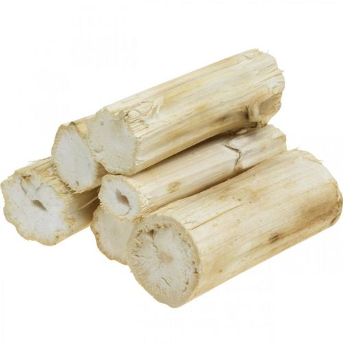 Floristik24 Caule de girassol branqueado 10cm 24 unid.