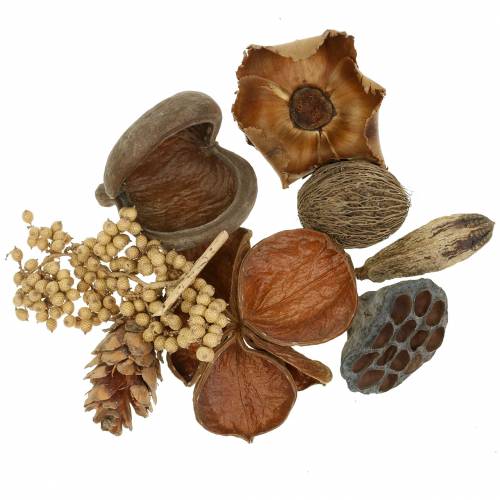 Floristik24 Sortido exótico com strobus cones nature 300g