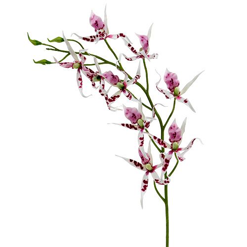 Floristik24 Orquídeas aranha Brassia rosa-branco 108 cm 3 unidades