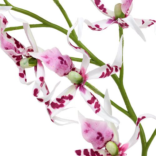 Floristik24 Orquídeas aranha Brassia rosa-branco 108 cm 3 unidades