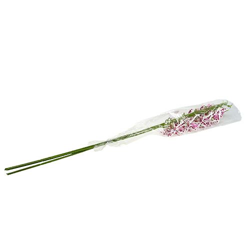 Floristik24 Orquídeas aranha Brassia rosa-branco 108 cm 3 unidades