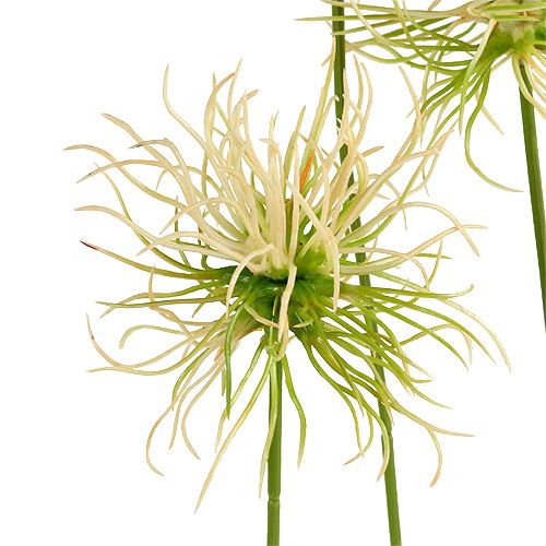 Floristik24 Galhos pontudos de bardana verde creme 63 cm 4 unidades
