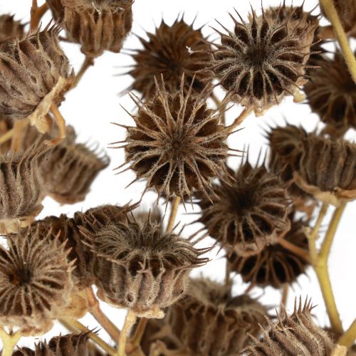 Flores secas decoração ramos decorativos Ramo Stefani 95cm 200g