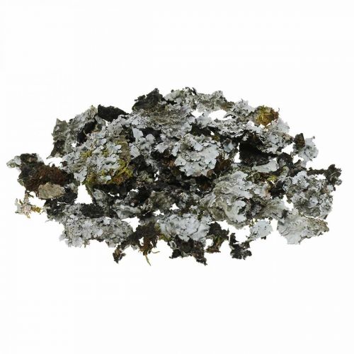 Floristik24 Líquen decoração natural com cinza musgo 500g