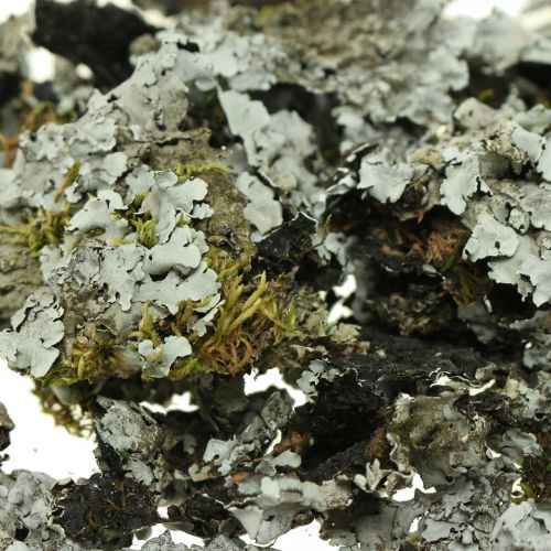 Floristik24 Líquen decoração natural com cinza musgo 500g