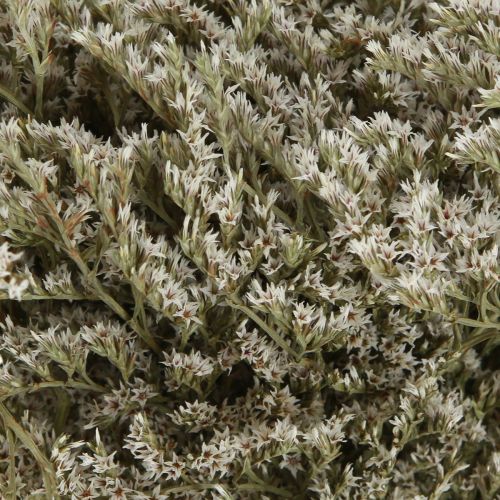 Itens Lavanda do mar Statice Tatarica flores secas naturais 2kg