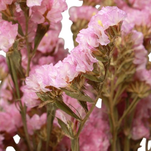 Floristik24 Praia Lilás Rosa Limonium Flores Secas 60cm 50g