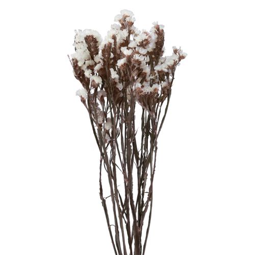 Floristik24 Praia Lilás Branco Limonium Flores Secas 60cm 35g