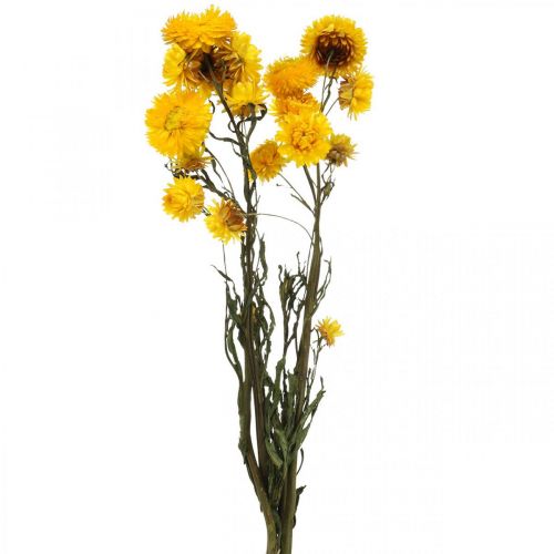 Floristik24 Flor Seca Flor Amarela Palha Helichrysum Decoração Seca Cacho 50cm 45g