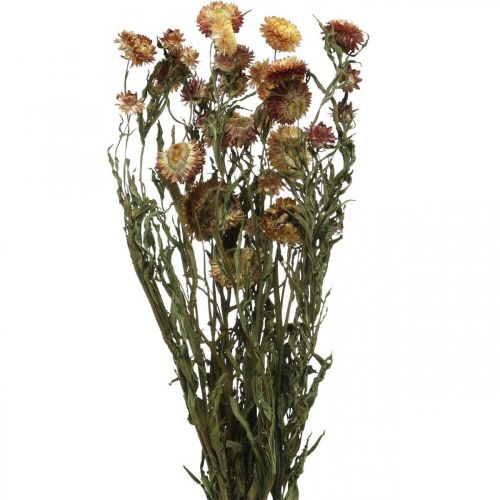 Floristik24 Flor de palha Amarelo, vermelho seco Helichrysum flor seca 50cm 60g