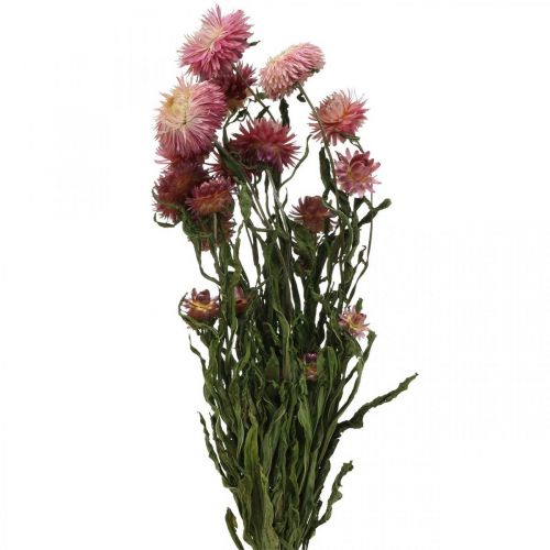 Floristik24 Flor de morango rosa seca Helichrysum buquê de flores secas 45cm 45g