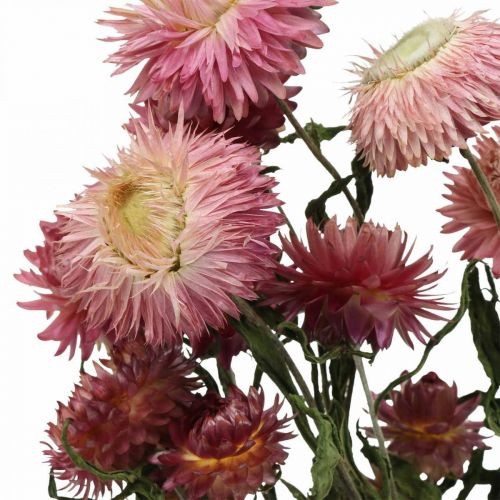 Floristik24 Flor de morango rosa seca Helichrysum buquê de flores secas 45cm 45g