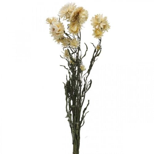 Decoração seca palha flor creme helichrysum seco 50cm 30g