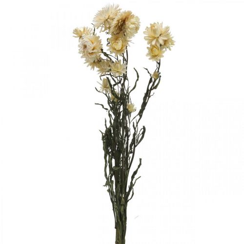 Floristik24 Decoração seca palha flor creme helichrysum seco 50cm 30g