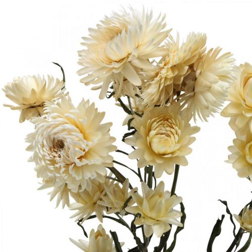 Itens Decoração seca palha flor creme helichrysum seco 50cm 30g