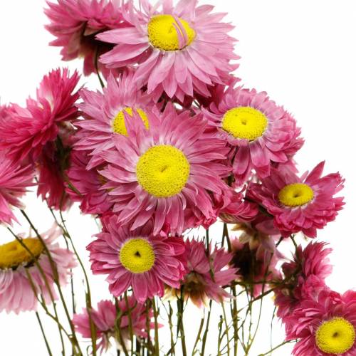 Floristik24 Flor de palha em um ramo Flores secas rosa 25g