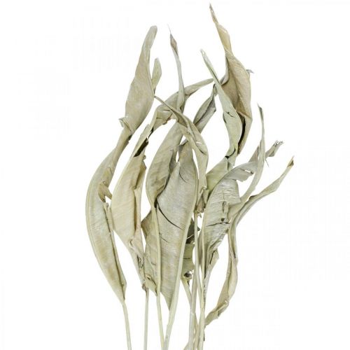 Itens Folhas de Strelitzia secas verdes foscas 45-80 cm 10 unid.