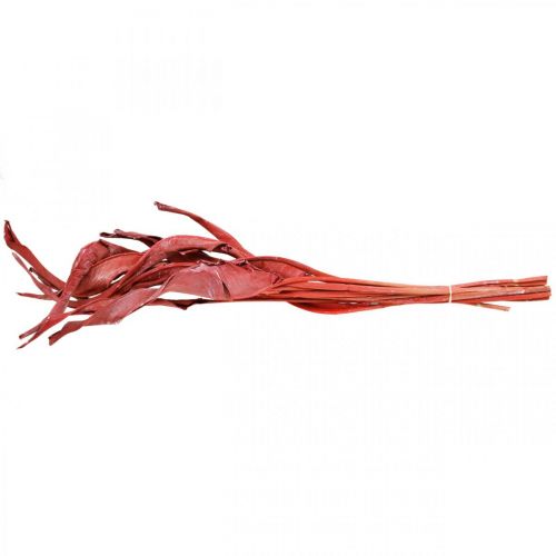 Floristik24 Strelitzia deixa floricultura seca fosca vermelha 45-80 cm 10 peças