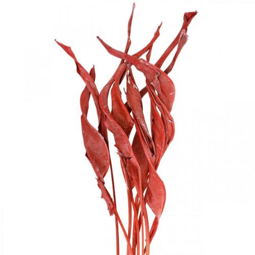 Floristik24 Strelitzia deixa floricultura seca fosca vermelha 45-80 cm 10 unidades