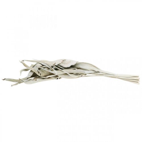Floristik24 Folhas de Strelitzia lavadas de branco e secas 45-80 cm 10 unid.