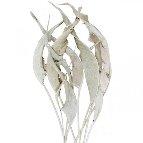 Floristik24 Folhas de Strelitzia lavadas em branco secas 45-80cm 10p