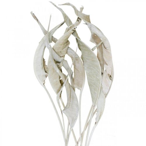 Floristik24 Folhas de Strelitzia lavadas de branco e secas 45-80 cm 10 unid.