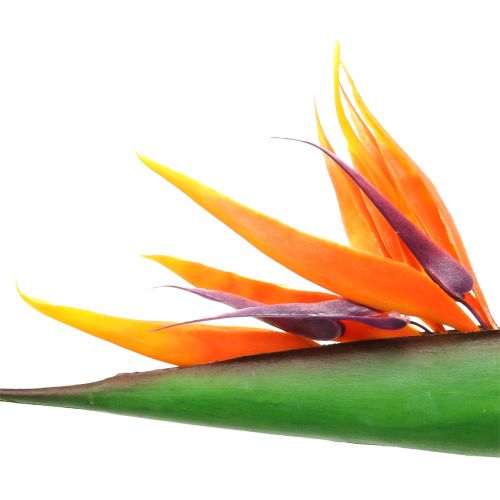 Itens Strelitzia Bird of Paradise 95 cm