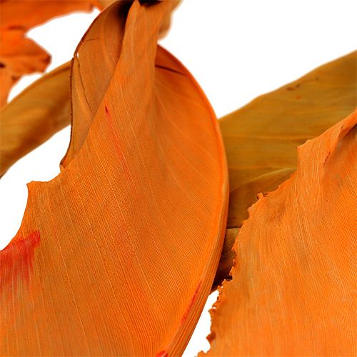 Floristik24 Strelitzia deixa laranja 120cm 20 peças