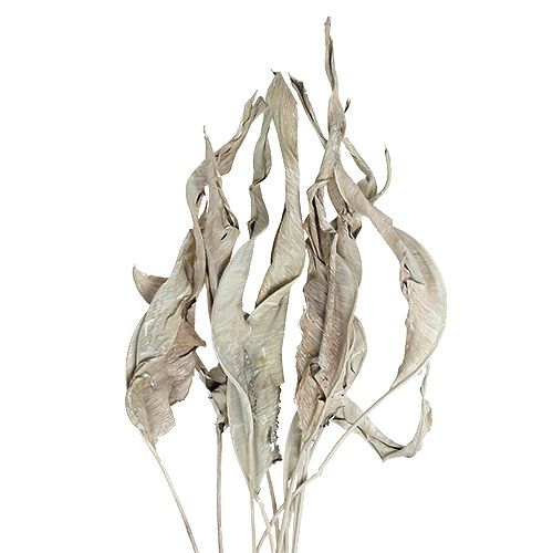 Floristik24 Folhas decorativas Folhas de Strelitzia lavadas de branco 120cm 10 un