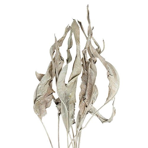 Floristik24 Folhas decorativas Folhas de Strelitzia lavadas em branco 120cm 10 unidades