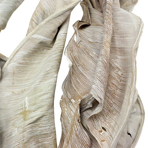 Floristik24 Folhas decorativas Folhas de Strelitzia lavadas de branco 120cm 10 un