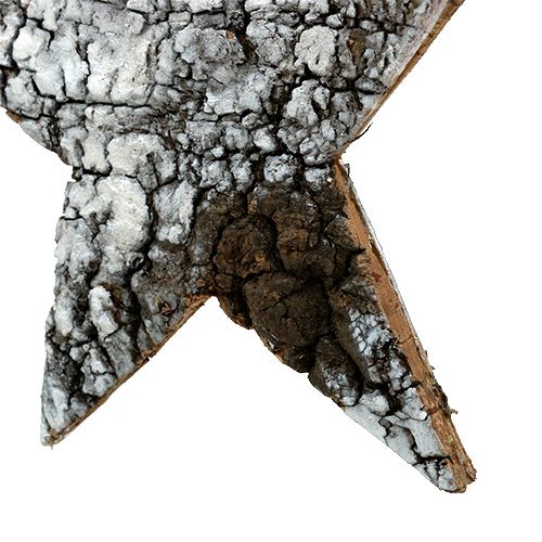 Floristik24 Estrela de casca de bétula grande branca 19 cm 4 unidades