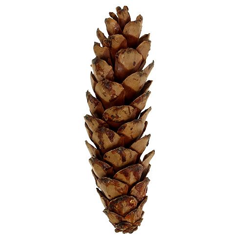 Strobus cone 10-15cm lacado 100p