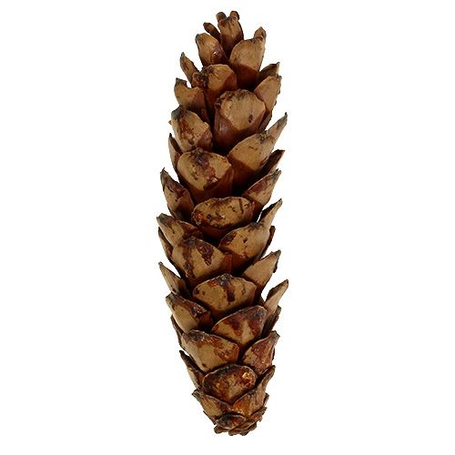 Itens Strobus cone 10-15cm lacado 100p