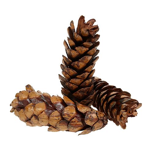 Itens Cones Strobus 15 - 20 cm pintados 100 unidades